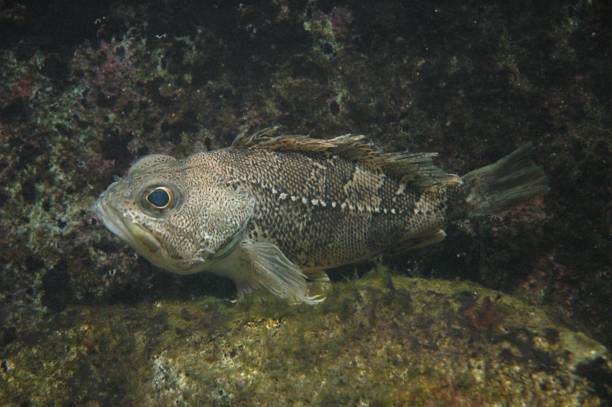 Identification poisson de Méditerranée