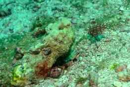 identification poisson - djibouti