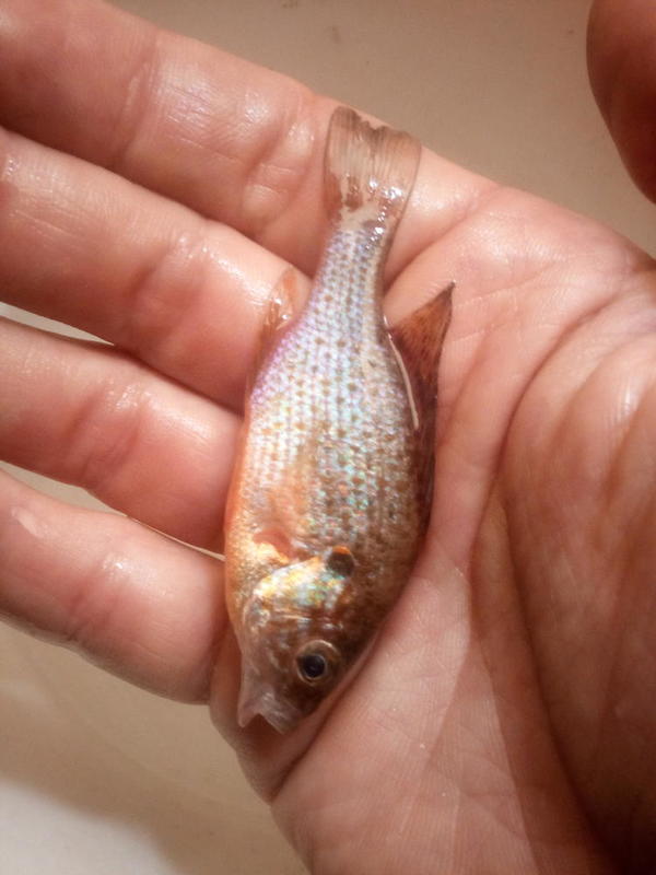 identification poisson eau douce.