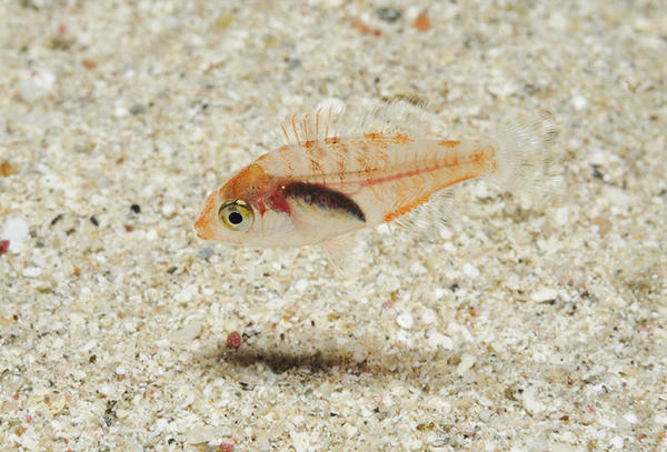 Identification poisson juvénile Mer Rouge