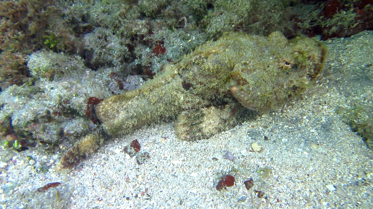 Identification Poisson (La Reunion)