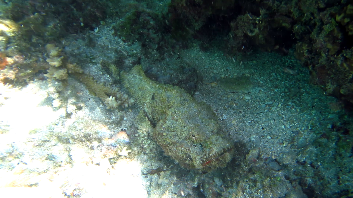 <p>Merci à tous, j'ai consulté vos sites de référence et donc ça serait plutôt :</p><p><i>Scorpaenopsis diabolus</i><br>rascasse diable<br></p>