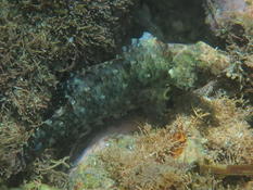 Identification poisson lagon Etang Sale - Ile de la Reunion