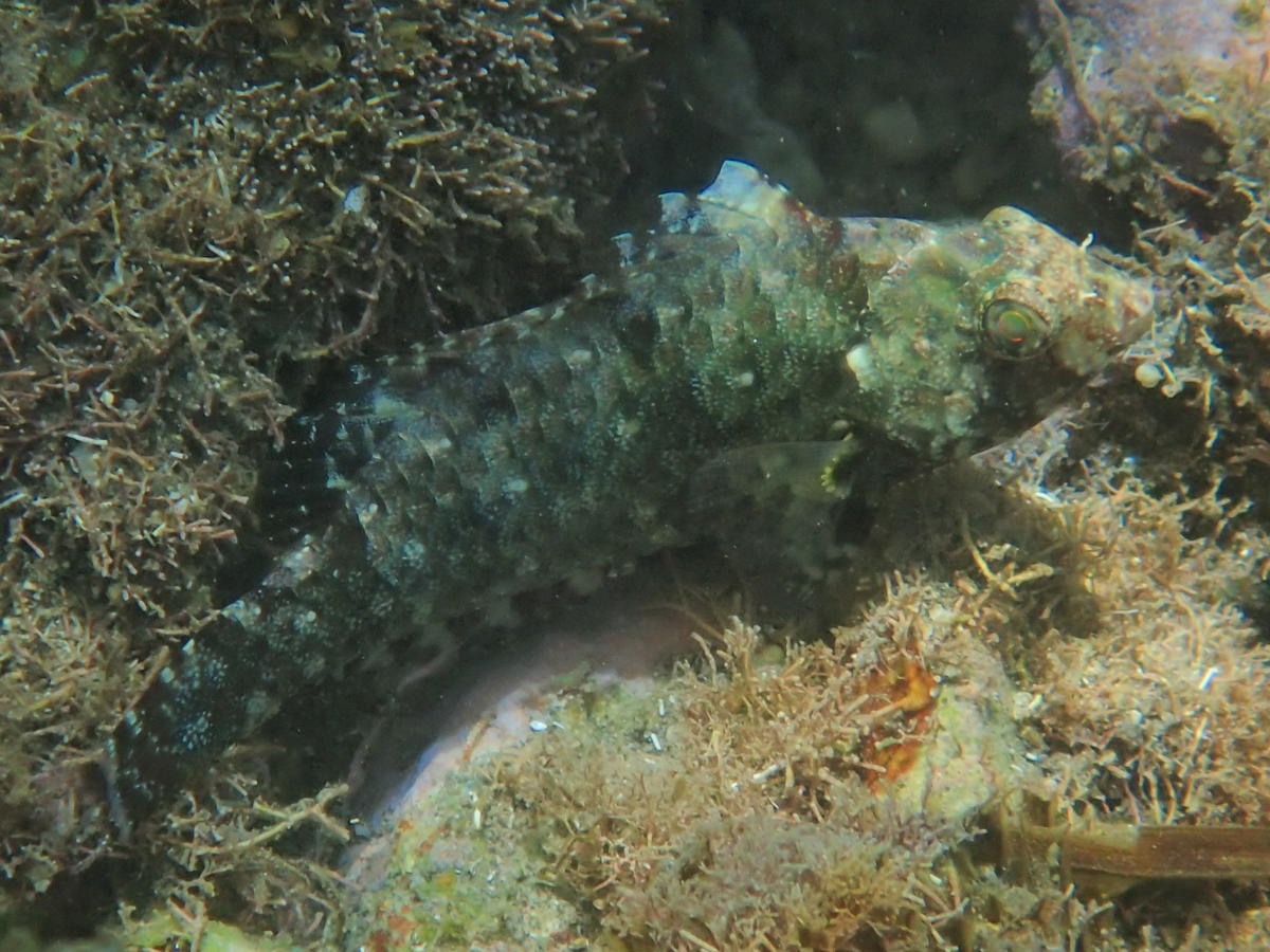 Identification poisson lagon Etang Sale - Ile de la Reunion