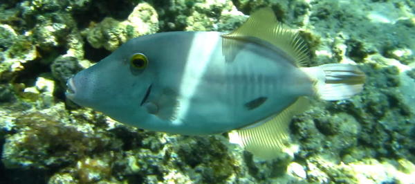 Identification poisson lime