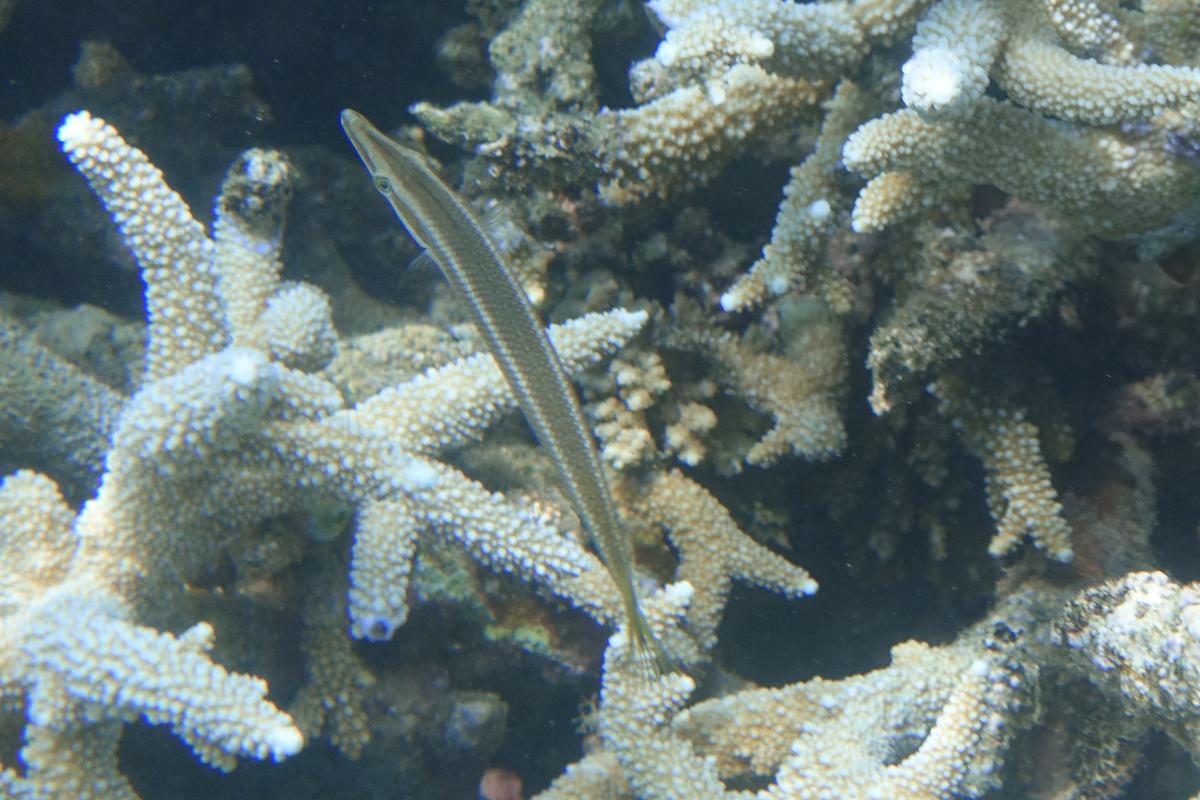 Identification poisson Mayotte