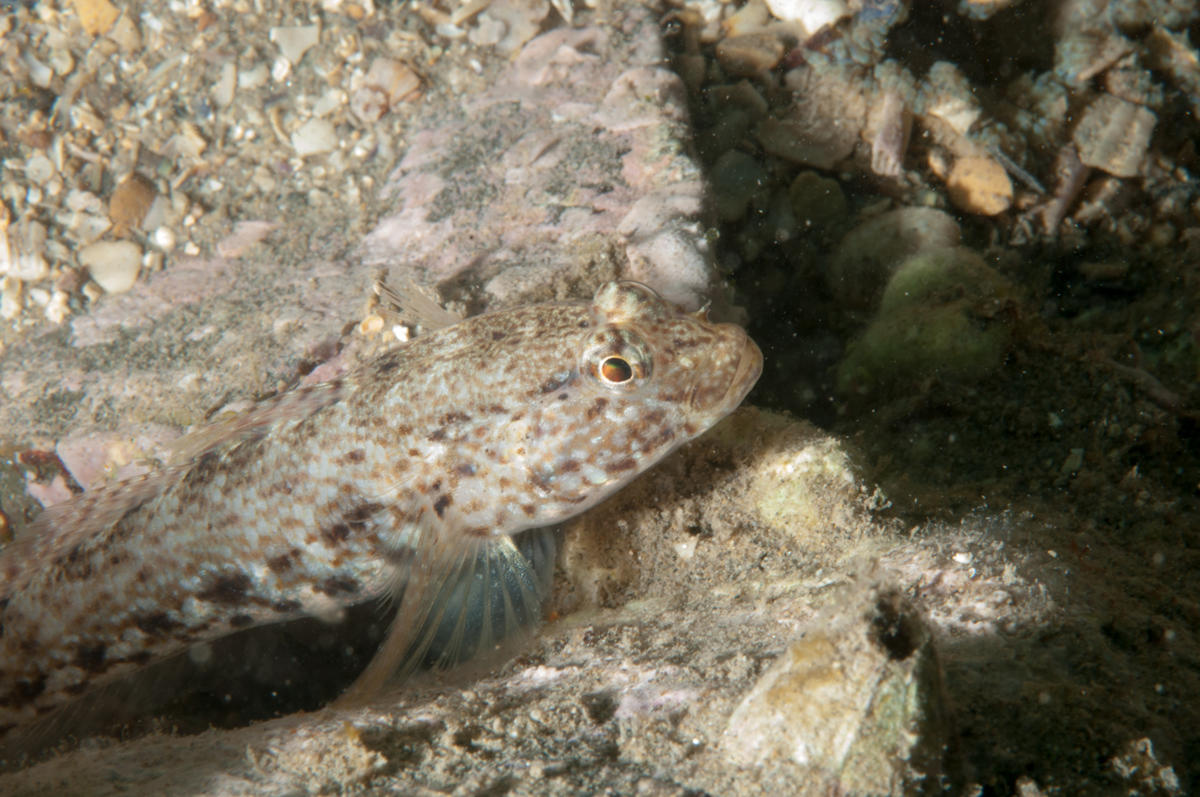 Identification poisson Méditerranée