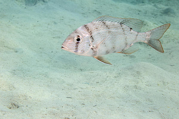 identification (poisson - mer Rouge) 3