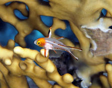 Identification poisson mer rouge (initialement publié par Gaël Modrak)