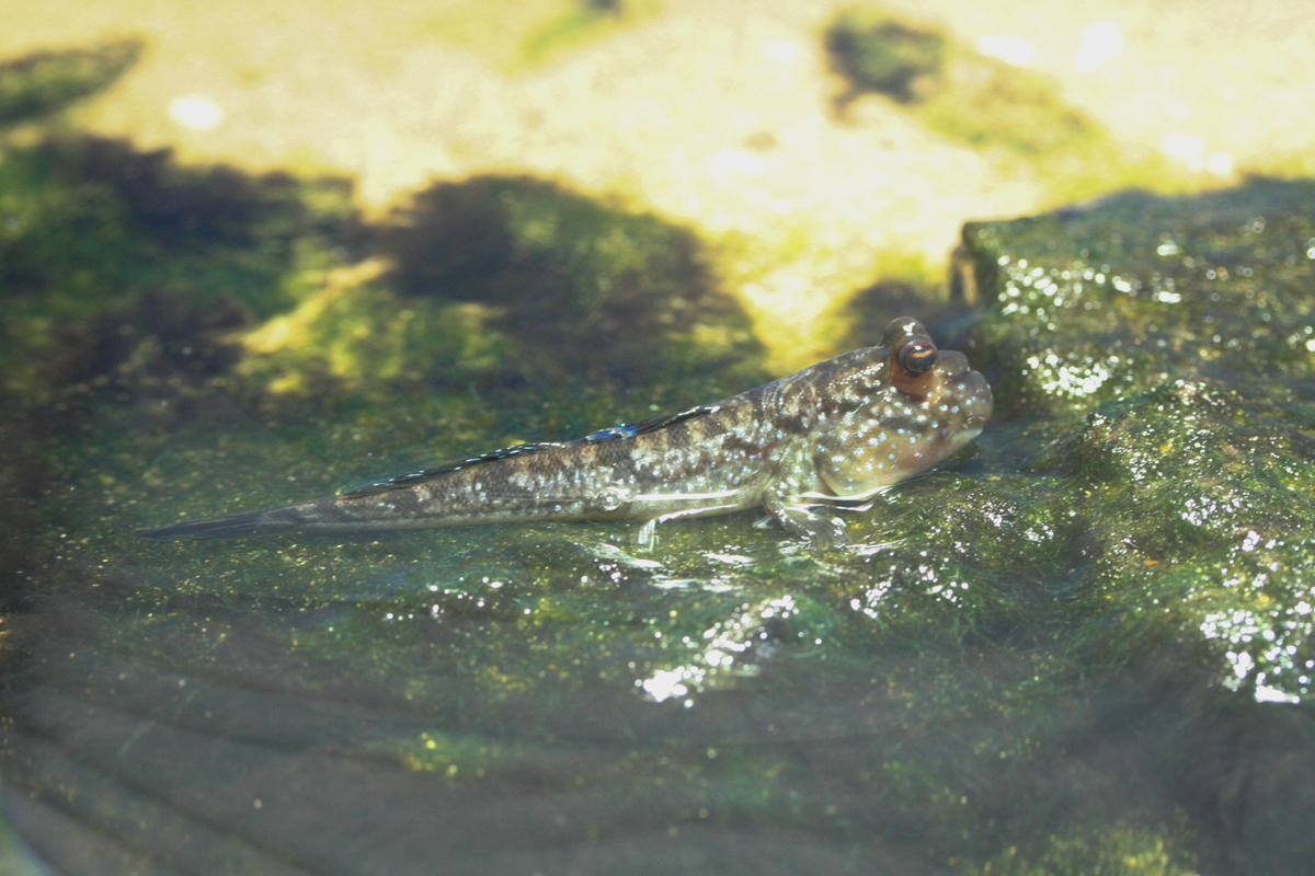 Identification Poisson ou amphibien