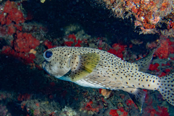 identification Poisson porc-epic Ile de la Reunion