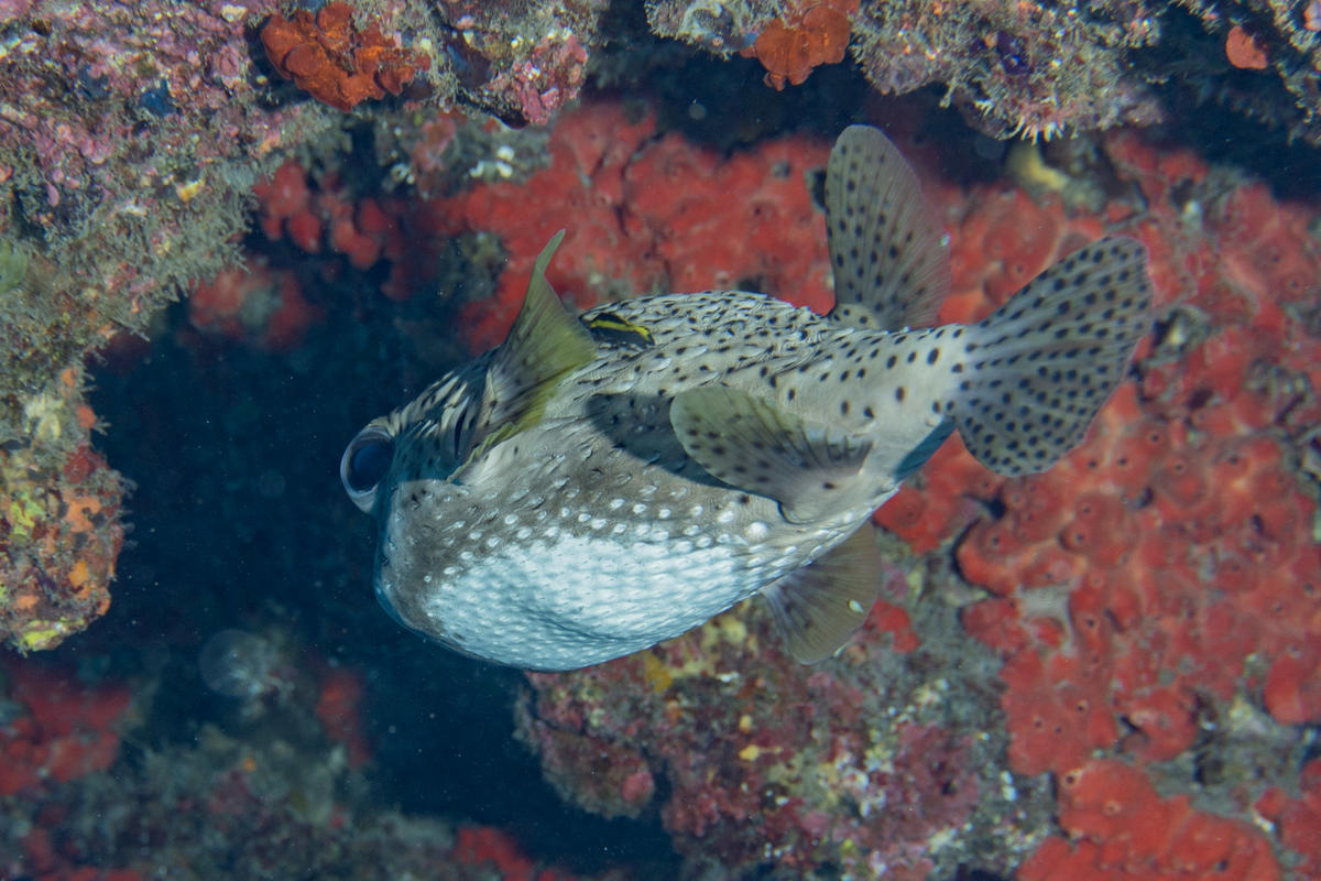 <p>Voici la deuxième photo du même individu, prise de dessous et en trois-quart arrière (classique rognngnn). On distingue un anneau ou la couleur...