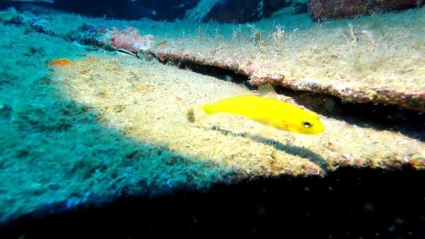 Identification poisson, s'il vous plait. je sèche !