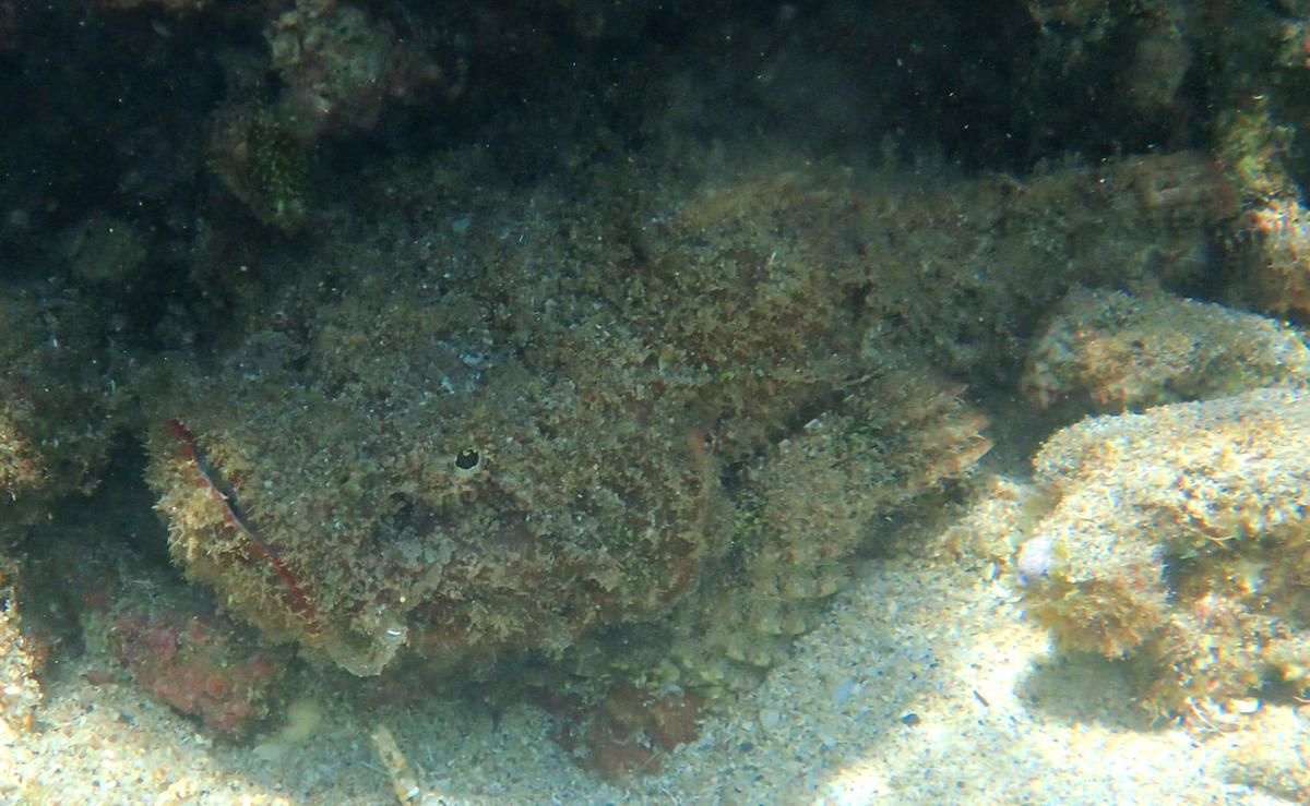 identification poisson scorpion (?) - Ile de la Reunion