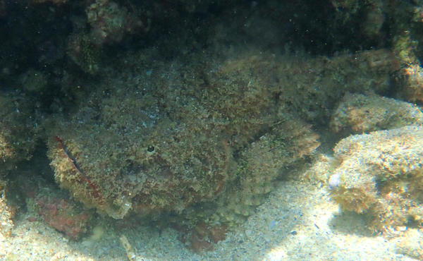 identification poisson scorpion (?) - Ile de la Reunion