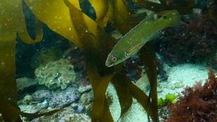 Identification poisson Sud Bretagne