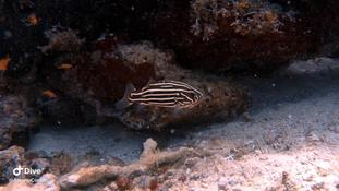 Identification (poisson - Zanzibar)