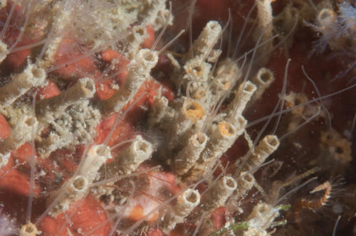 Identification polychètes Méditerranée