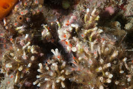 identification polychètes Méditerranée