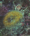 Identification Ponte