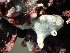 identification porifére