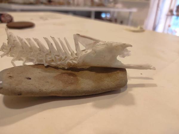 Identification post-mortem