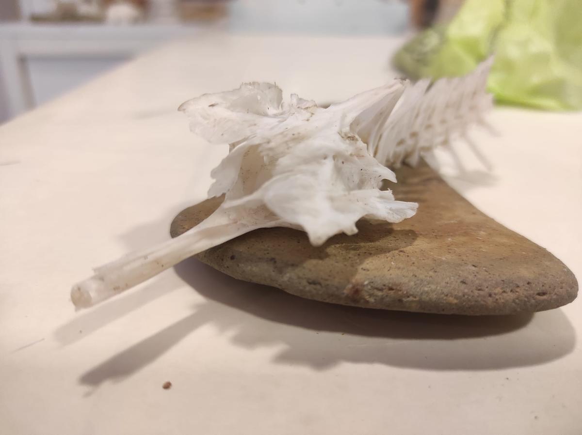 <p>Une vue un peu plus de face</p>