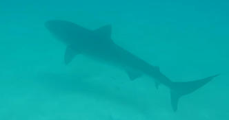 Identification requin