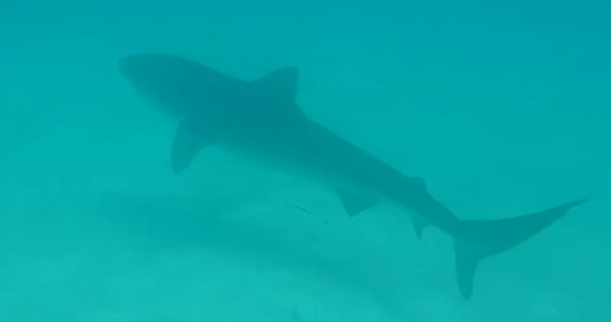 Identification requin