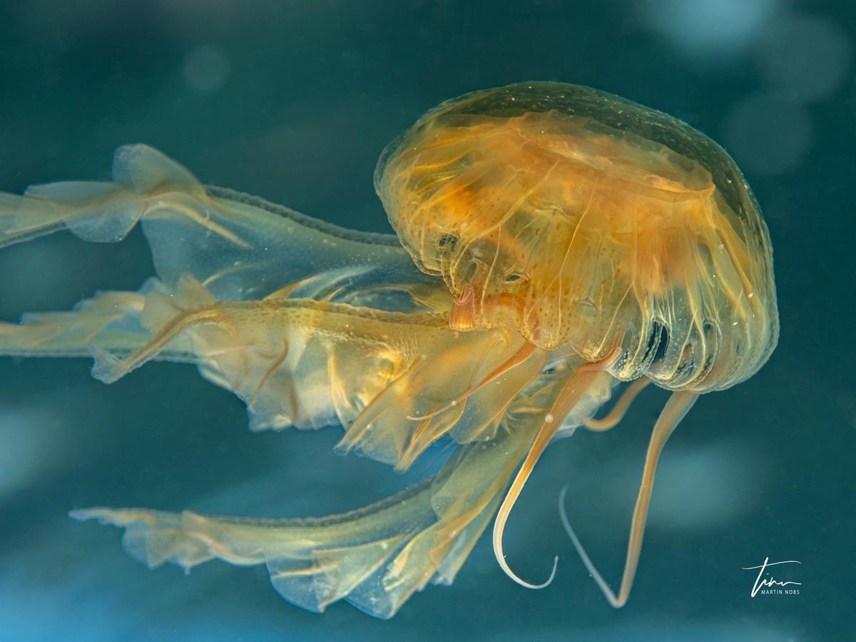 <p>Photos supplémentaires si cela peut aider.</p><p>Il est à noter que cette méduse a été repérée parmi un grand nombre de Pélagie pour sa couleur...