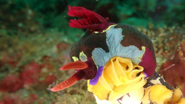 Identification siouplait