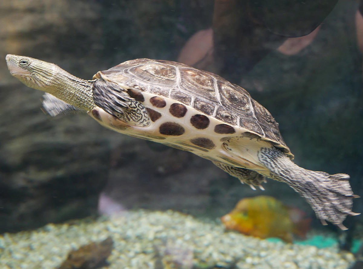 Identification tortue aquarium Canet