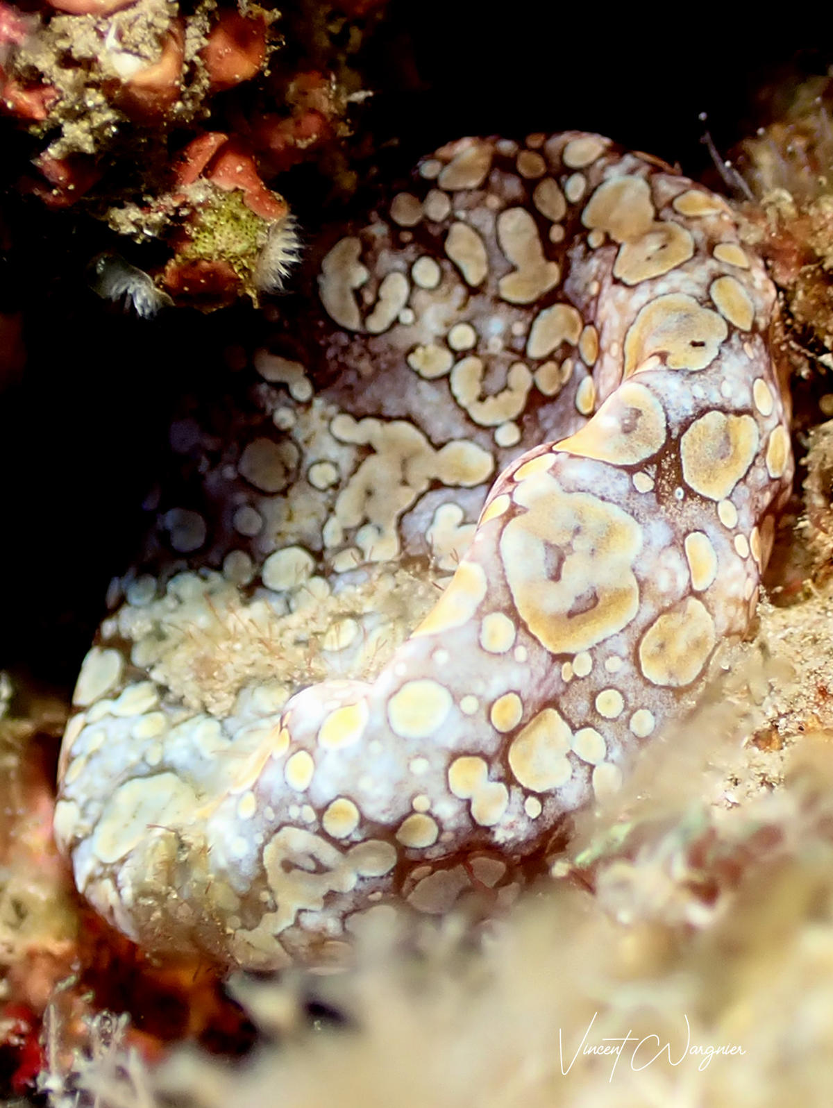 Identification : Une algue rouge ? 
