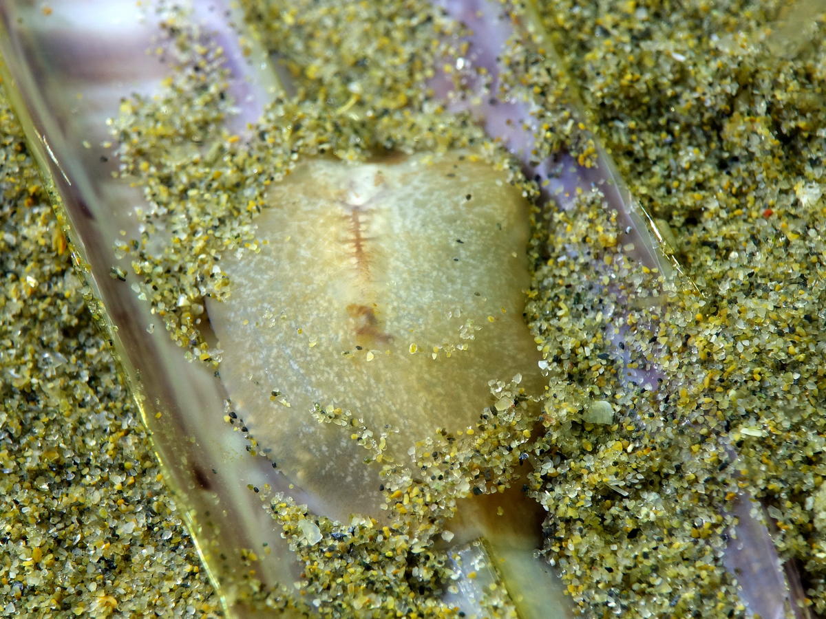 <p>Autre spécimen, un peu plus petit, proche de Marseillan. Même comportement, il s'est très vite caché sous le sable quand il a "vu" la lumière. </p>