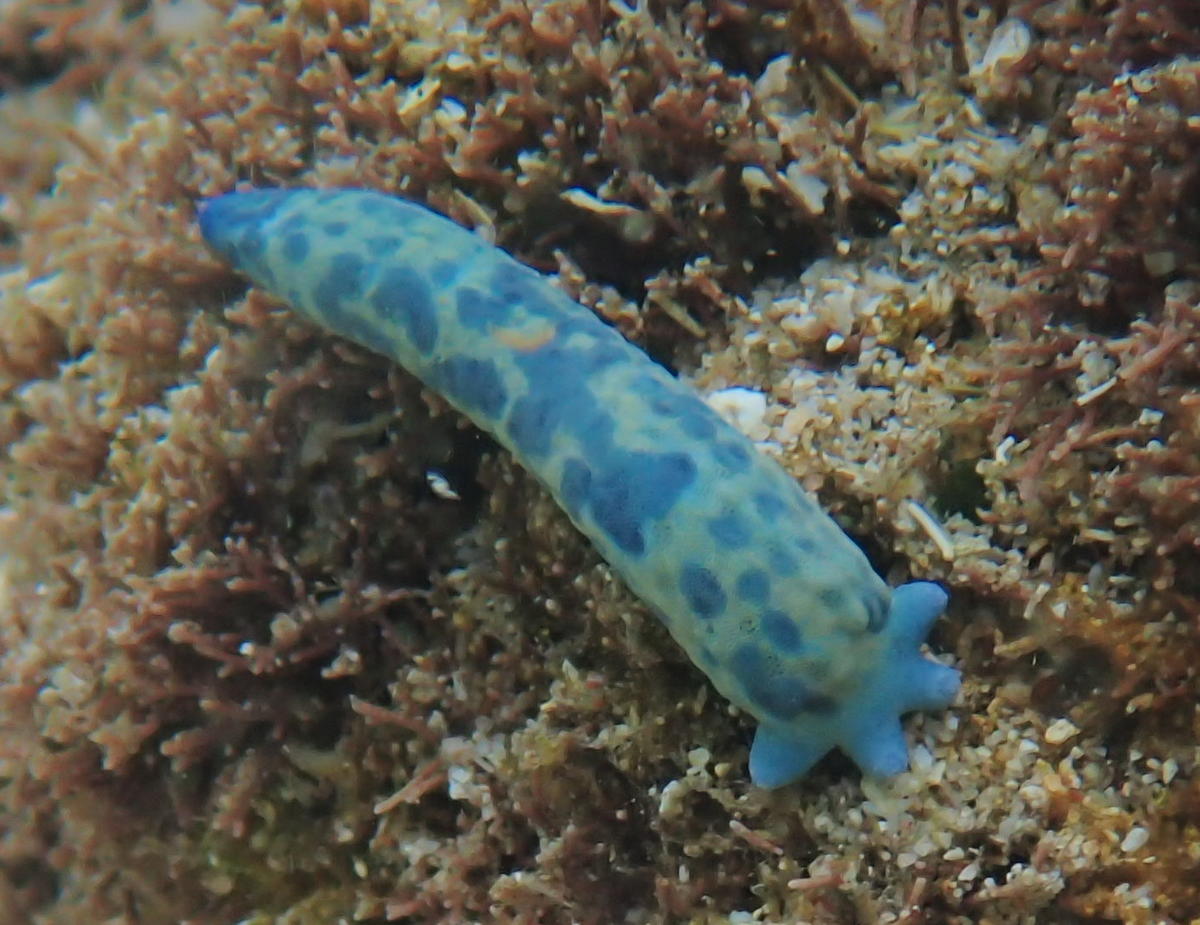 identification vers (?) marin - lagon de Saint Pierre Ile de la Reunion