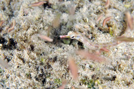 Identification vers nocturnes en pleine eau