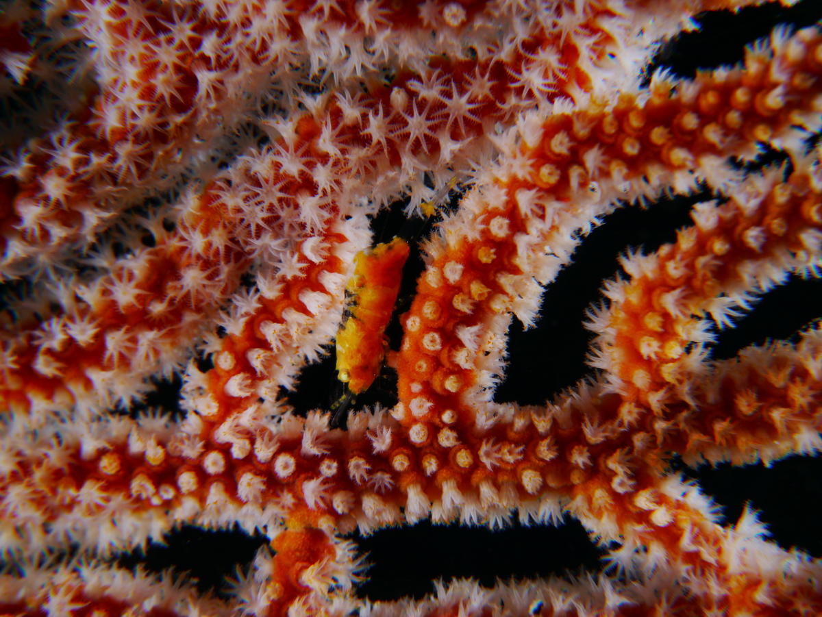 <p>Bonjour,</p><p>j'ai plusieurs photos prises à Lembeh (Indonésie) de crevette, que j'ai identifié comme possible Hamodactylus sp. (?) qui ressemb...