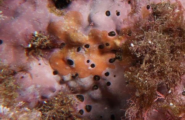 Identifier ce bryozoaire ?