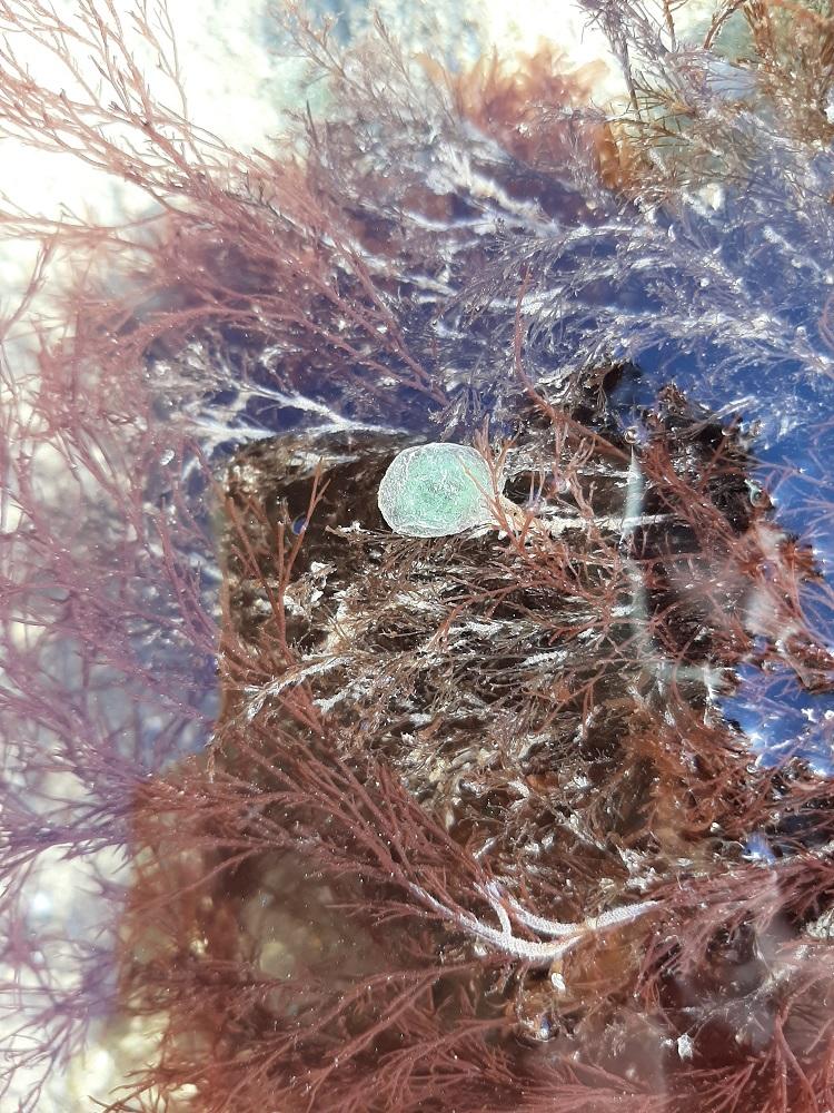 Identifier ce vésicule gluant accroché à une algue ?