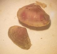 Identifier un espèce