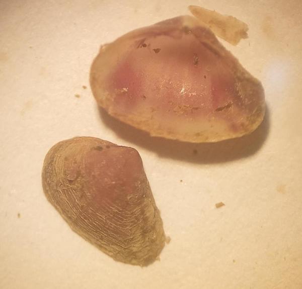 Identifier un espèce