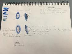 Identifier une petite bestiole trouvée à marée basse