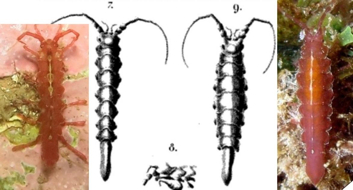 <p>Bonsoir,</p><p> je me demande si la bonne espèce pour cette photo ne serait pas par hasard <em>Stenosoma capito</em> (Rathke 1837). Le montage p...