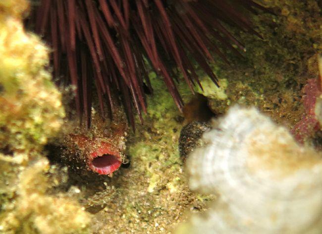 il ressemble à un porifera