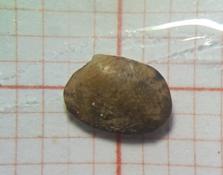 Il s'agit de quelle espèce?