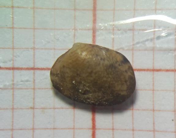 Il s'agit de quelle espèce?