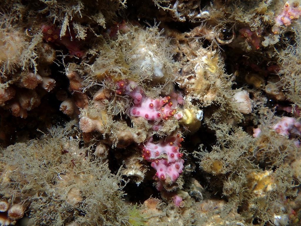 Iles Medes, Alcyonium coralloides ?