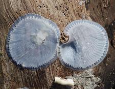 Impressions ou empreintes de Balanus trigonus?