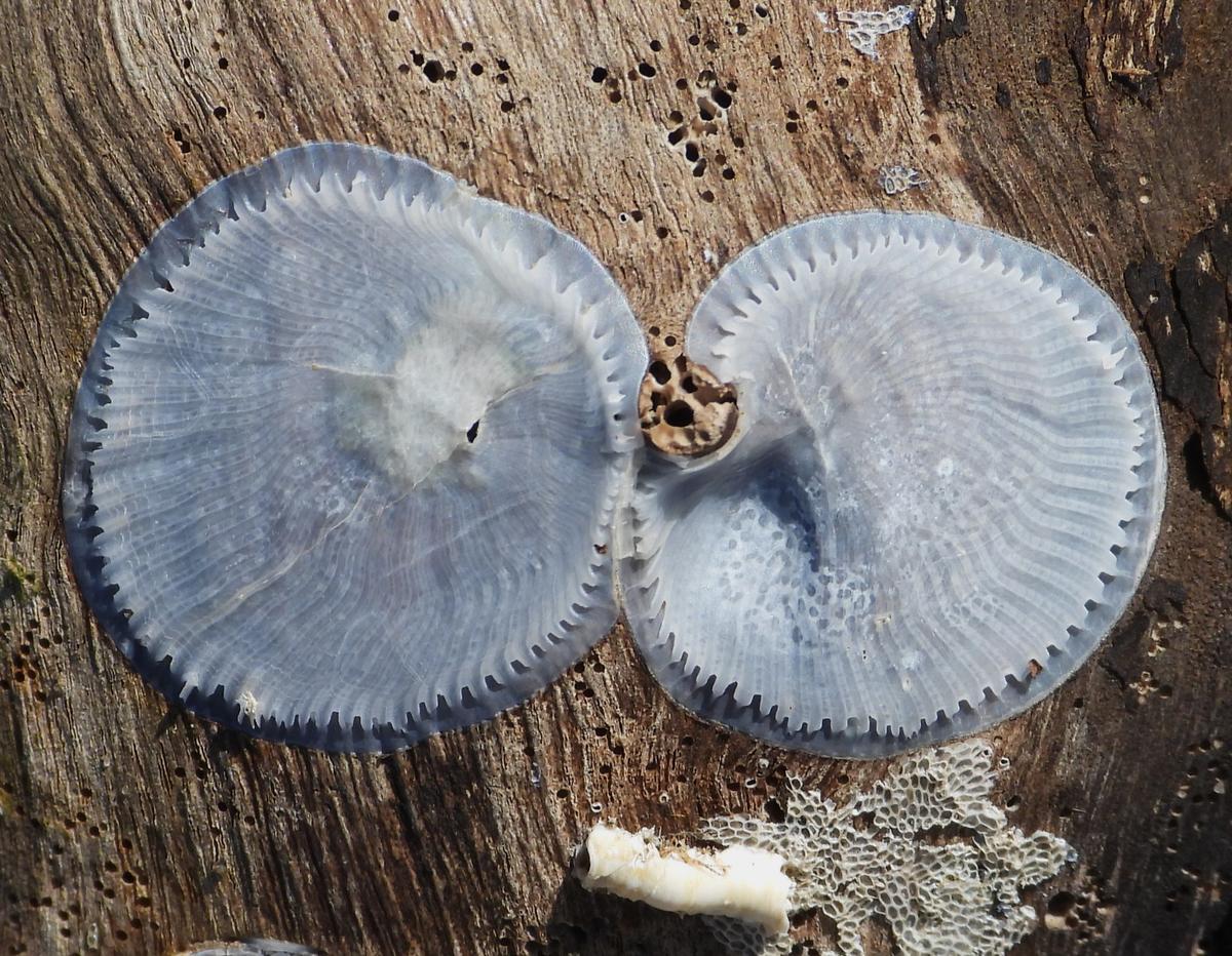 Impressions ou empreintes de Balanus trigonus?