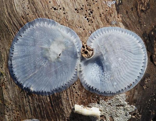 Impressions ou empreintes de Balanus trigonus?